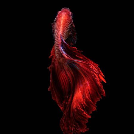 Red betta fish, siamese fighting fish on black backgroundの写真素材