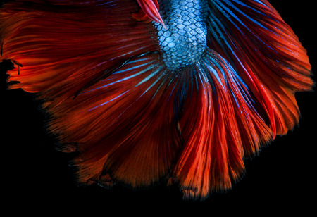 Capture the moving moment of red-blue siamese fighting fish isolated on black background.  Betta fishの写真素材