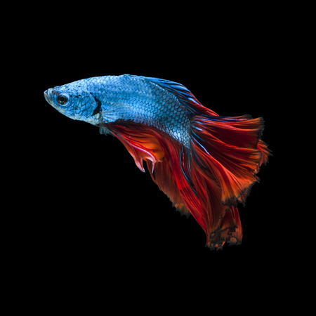 Capture the moving moment of red-blue siamese fighting fish isolated on black background.  Betta fishの写真素材