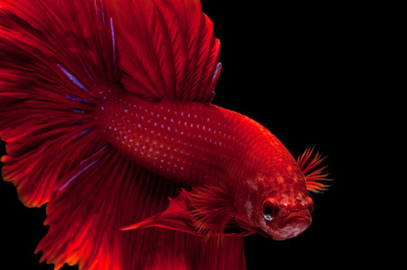 Capture the moving moment of red siamese fighting fish isolated on black background. Dumbo betta fishの写真素材