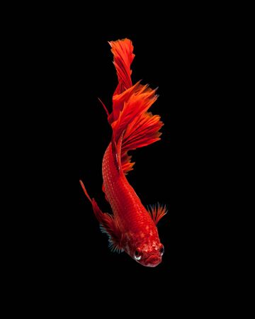 Capture the moving moment of red siamese fighting fish isolated on black background. Dumbo betta fishの写真素材