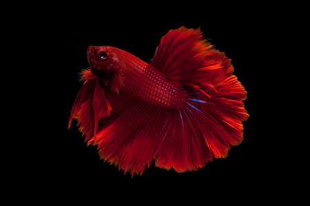 Capture the moving moment of red siamese fighting fish isolated on black background. Dumbo betta fishの写真素材