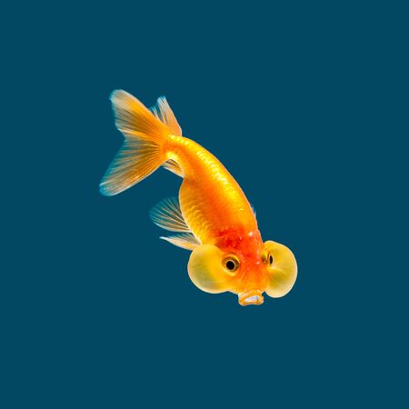 Goldfish isolated on water color background.の写真素材