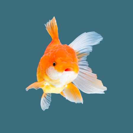 Oranda goldfish isolated on water color background.の写真素材