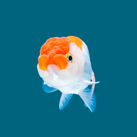 Ranchu goldfish isolated on water color background.の写真素材