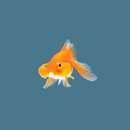 Goldfish isolated on water color background.の写真素材