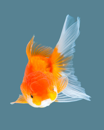 Oranda goldfish isolated on water color background.の写真素材