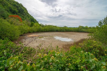 a mangrove scene with sky and cloud