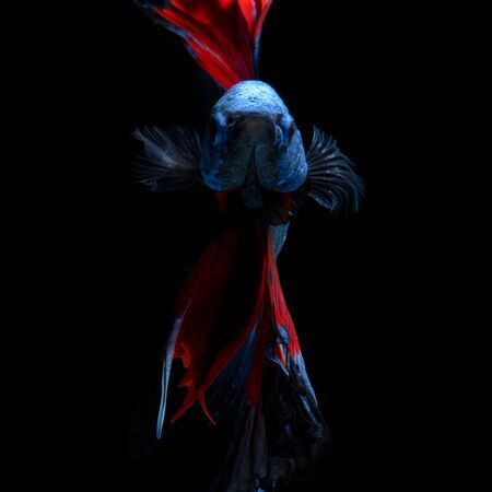 Capture the moving moment of red-blue siamese fighting fish isolated on black background. betta fish.の写真素材