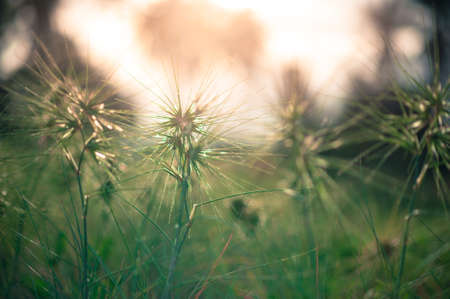 green grass on beach backgroundの写真素材