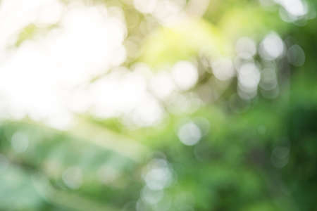 Green blurred background and sunlightの写真素材