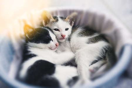 Cute tabby kittens sleeping and hugging in a basketの写真素材
