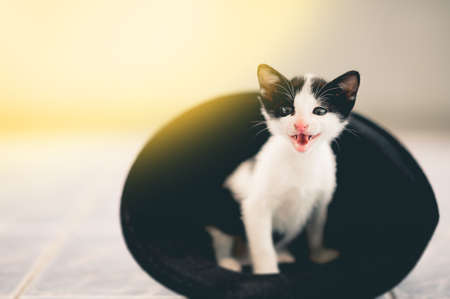 Cute tabby kitten in a black hatの写真素材