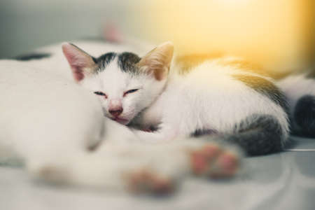 Cat and cute little tabby kittensの写真素材
