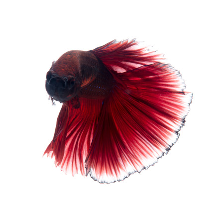 Capture the moving moment of red siamese fighting fish isolated on white background. Betta fish.の写真素材