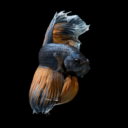 Capture the moving moment of yellow blue siamese fighting fish isolated on black background. Betta fishの写真素材
