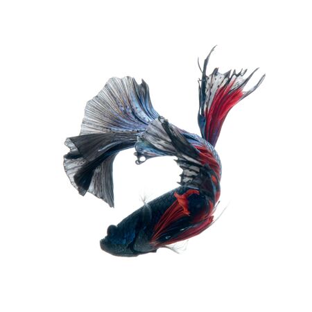 Capture the moving moment of red-blue siamese fighting fish isolated on white background.