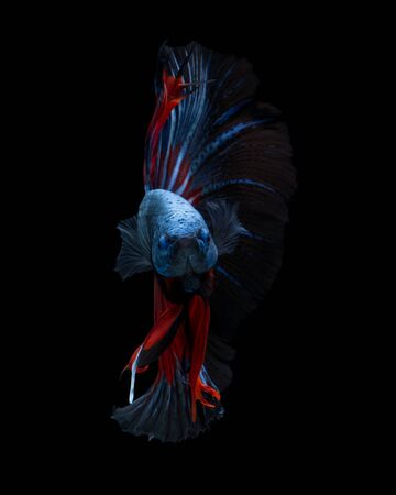 Capture the moving moment of red-blue siamese fighting fish isolated on black background. Betta fishの写真素材