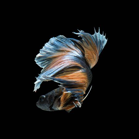 Capture the moving moment of yellow blue siamese fighting fish isolated on black background.の写真素材