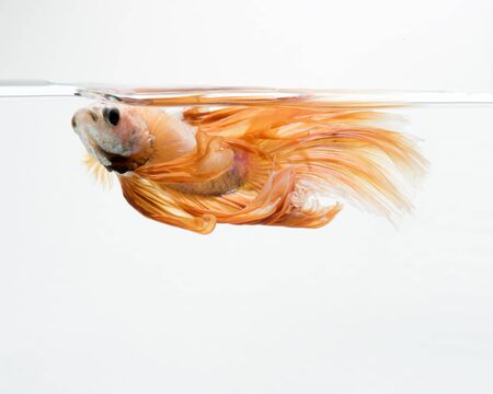 Capture the moving moment of peach color siamese fighting fish isolated on white background.の写真素材