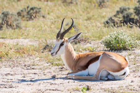 Springbok (Antidorcas marsupialis) isolated on the savannah of Etosha, Namibiaの写真素材