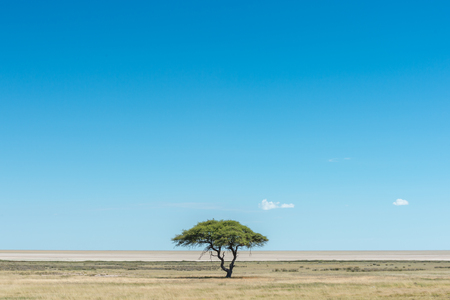 View of the Etosha pan and savannah trees from the Etosha lookoutの写真素材