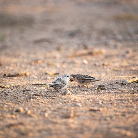 Close up and selective focus of Sociable weaver bird in Okaukuejo Rest Camp. Okaukuejo is located 17 km from the southern entrance of the Etosha park, and famous for its flood-lit waterholeの写真素材