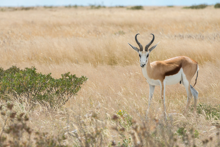Springbok (Antidorcas marsupialis) isolated on the savannah of Etosha, Namibiaの写真素材