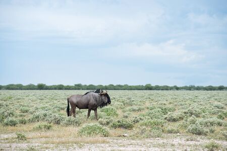 Blue wildebeest in Etosha national park, Namibia, Africa.の写真素材