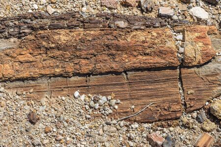 Petrified forest twyfelfontein, 280 million years old petrified trunks in Namibiaの写真素材