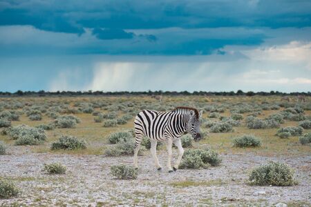 A plains (Burchells) zebra (Equus burchelli), Etosha National Park, Namibiaの写真素材
