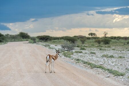Springboks in the Etosha national park in Namibiaの写真素材