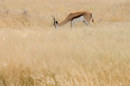 Springbok (Antidorcas marsupialis) isolated on the savannah of Etosha, Namibia