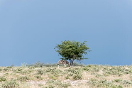 A plains (Burchells) zebra (Equus burchelli), Etosha National Park, Namibiaの写真素材