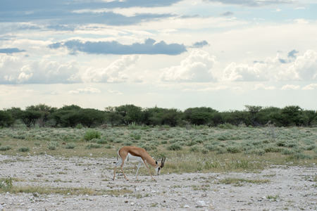Springboks in the Etosha national park in Namibia