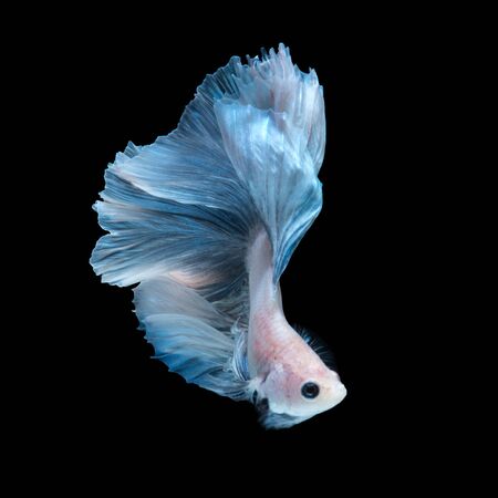 Capture the moving moment of blue siamese fighting fish isolated on black background.の写真素材