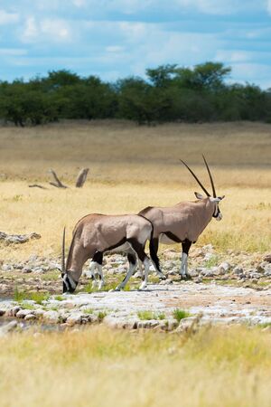 Beautiful group of oryx in the savannah of Etosha National Park in Namibiaの写真素材