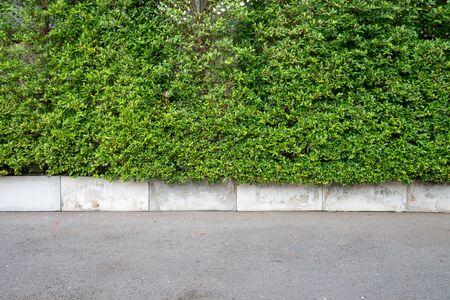 Tree wall on beside the Road. vertical garden wall for background and Copy Space