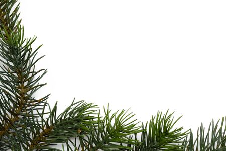 Christmas tree branches. The concept of the new year, christmas, nature. Banner. Flat lay, top view...