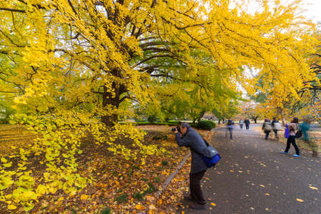 TOKYO, JAPAN - NOVEMBER 16, 2016: Autumn in the Shinjuku Gyoen National Garden of Tokyo, Japan. Tokyo Metropolis is both the capital and most populous city of Japan.のeditorial素材