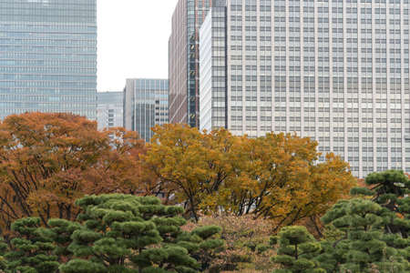View of autumn tree with modern building in background, Japan. Concept of nature and modern building.の写真素材