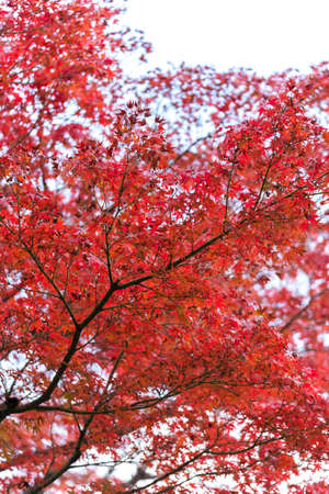 Autumn leafs of Japanese maple in sunshine day.の写真素材