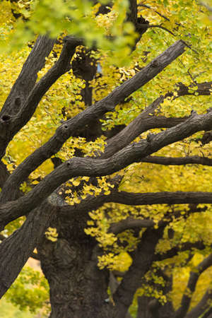 Autumn leafs of Japanese maple in sunshine day.
