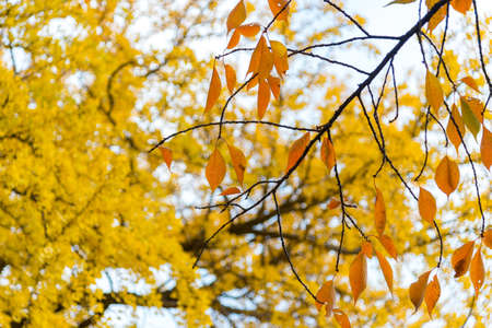 Autumn colorful red maple leaf under the maple treeの写真素材