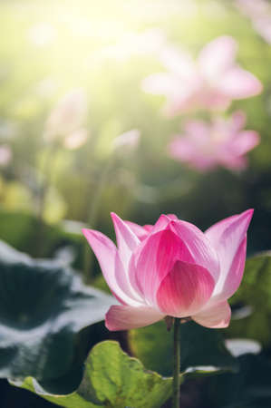 lotus flower in the pondの写真素材