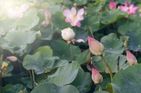 lotus flower in the pondの写真素材