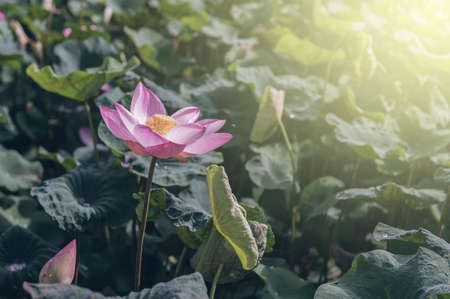 path in the public parkの写真素材