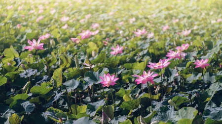 path in the public parkの写真素材