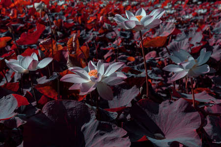 lotus flower in the pondの写真素材