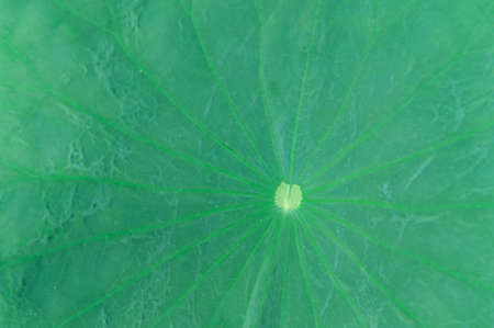 lotus flower in the pond
